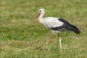 20_DSC4819_White_Stork_stride_68pc