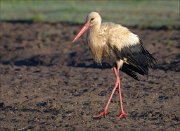 23_DSC2663_White_Stork_78pc