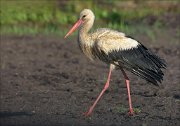 23_DSC2679_White_Stork_stride_87pc