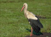 23_DSC2709_White_Stork_drying_90pc