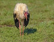 23_DSC2721_White_Stork_gulp_51pc