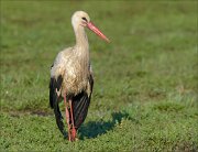 23_DSC2723_White_Stork_crispy_91pc