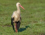 23_DSC2723_White_Stork_crispy_91pc