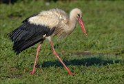 23_DSC2818_White_Stork_scout_81pc