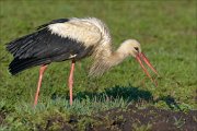 23_DSC2825_White_Stork_prey_82pc