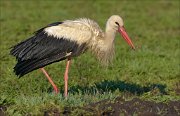 23_DSC2828_White_Stork_grab_84pc