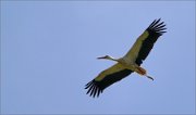 P1310890_stork_in_flight