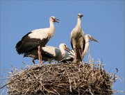 P1340795_Nest_of_storks