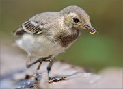 02_DSC5507_White_Wagtail_wiith_delicious_catch_81pc