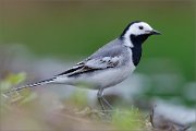 06_DSC1389_White_Wagtail_stylishness_100pc