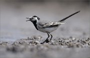06_DSC2137_White_Wagtail_on_the_tip_of_tongue_59pc