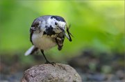 06_DSC3456_White_Wagtail_thickhead_77pc