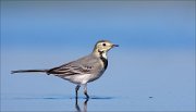 11_DSC9856_White_Wagtail_azure_53pc