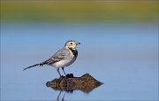 11_DSC9867_White_Wagtail_isle_74pc