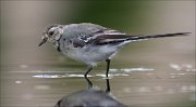 18_DSC0440_White_Wagtail_coquet_71pc