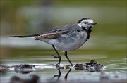 18_DSC0448_White_Wagtail_tramp_81pc