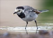 18_DSC0472_White_Wagtail_grab_65pc