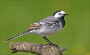 22_DSC1204_White_Wagtail_stringent_81pc