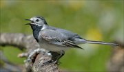 22_DSC2512_White_Wagtail_hailing_55pc