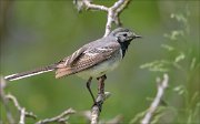 22_DSC3778_White_Wagtail_swardy_63pc