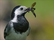 22_DSC4461_White_Wagtail_grasp_55pc