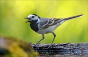 22_DSC4774_White_Wagtail_laugh_64pc