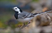 23_DSC3499_White_Wagtail_89pc