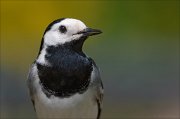 23_DSC3501_White_Wagtail_lustrous_66pc