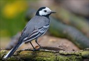 23_DSC3548_White_Wagtail_manciple_91pc