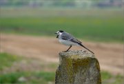 P1240357_White_Wagtail_kinda_view_on