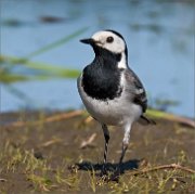 P1510389_White_Wagtail