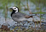 P1510720_White_Wagtail