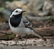 P1530500_White_Wagtail_glamour_65pc
