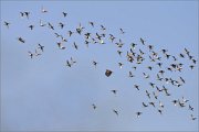 03_DSC0765_White-tailed_Eagle_beater_100pc