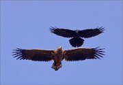 03_DSC0861_White-tailed_Eagle__Raven_funny_measurements_14pc