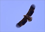 03_DSC1330_White-tailed_Eagle_in_harsh_light_42pc