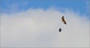 05_DSC7052_White-tailed_Eagle_the_game_in_the_sky_71pc