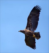 12_DSC9910_White-tailed_Eagle_aspire_126pc