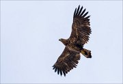 15_DSC0891_White-tailed_Eagle_lift_35pc