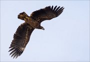 16_DSC7488_White-tailed_Eagle_valid_35pc