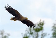 17_DSC4065_White-tailed_Eagle_stern_21pc