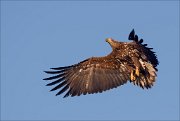 19_DSC4070_White-tailed_Eagle_valve_22pc