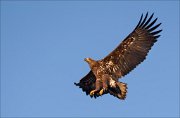 19_DSC4071_White-tailed_Eagle_flutter_31pc