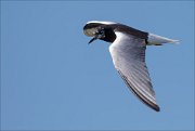 17_DSC7093_White-winged_Tern_whirr_30pc