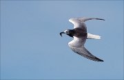 17_DSC7311_White-winged_Tern_advance_25pc