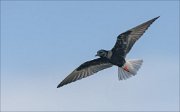 22_DSC1744_White-winged_Tern_specter_48pc