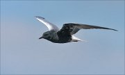 22_DSC1748_White-winged_Tern_bleak_36pc