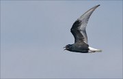 22_DSC1964_White-winged_Tern_alert_19pc