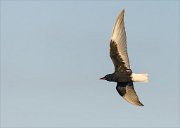 24_DSC9210_White-winged_Tern_falx_40pc