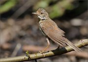 02_DSC1567_Whitethroat_with_fly_on_beak_74pc